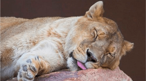 Dormir mais é sempre melhor